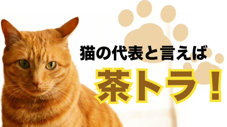 にゃんこ先生茶トラ！